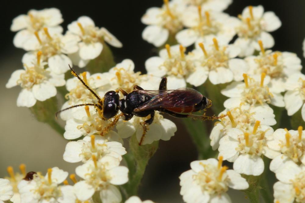 Dinetus pictus (Fabricius, 1793)