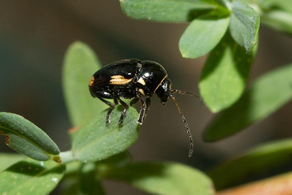  Cryptocephalus moraei (Linnaeus, 1758)