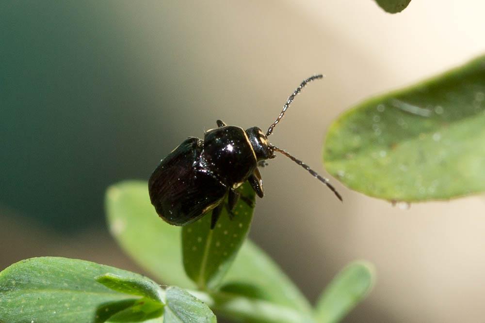Cryptocephalus moraei (Linnaeus, 1758)