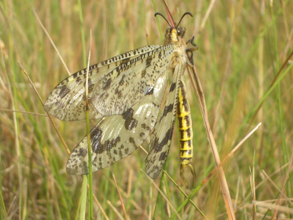 Palpares libelluloides (Linnaeus, 1764)