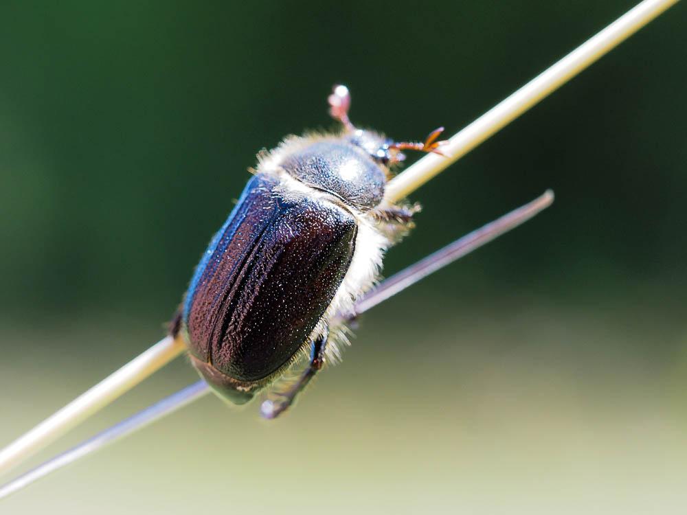 Amphimallon atrum (Herbst, 1790)