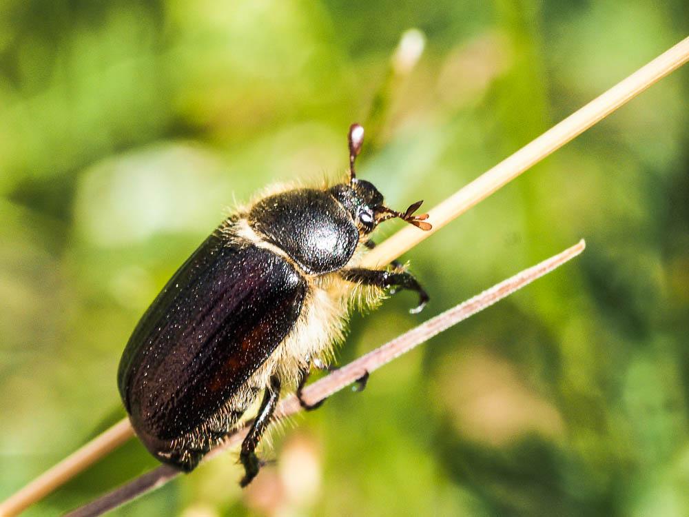  Amphimallon atrum (Herbst, 1790)
