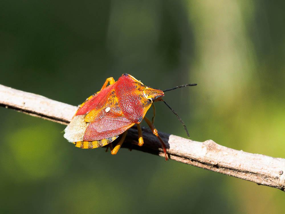 Carpocoris pudicus (Poda, 1761)