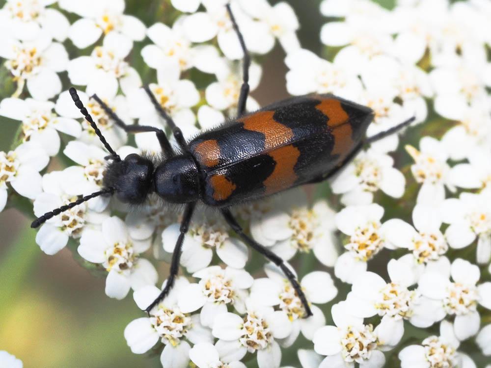 Mylabre variable Mylabris variabilis (Pallas, 1781)