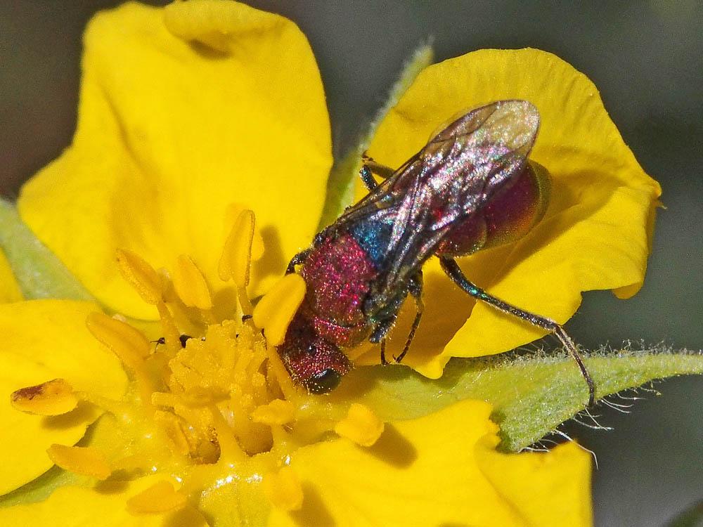  Chrysura cuprea (Rossi, 1790)