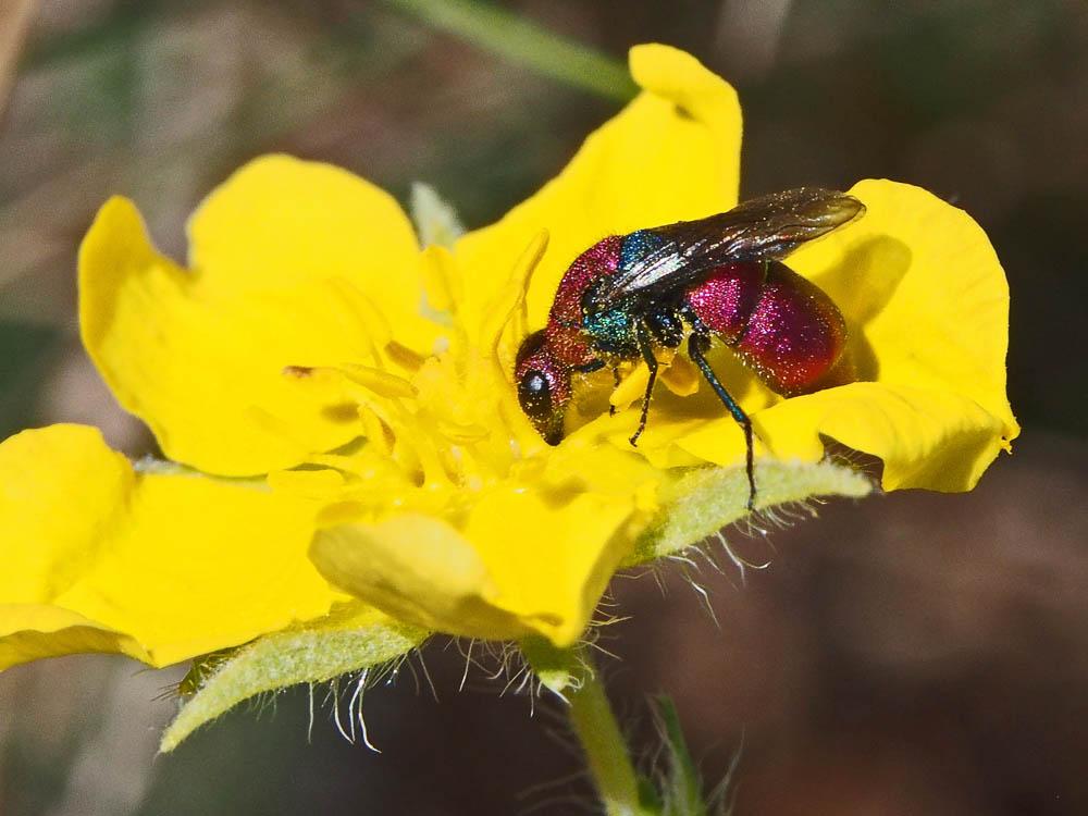  Chrysura cuprea (Rossi, 1790)