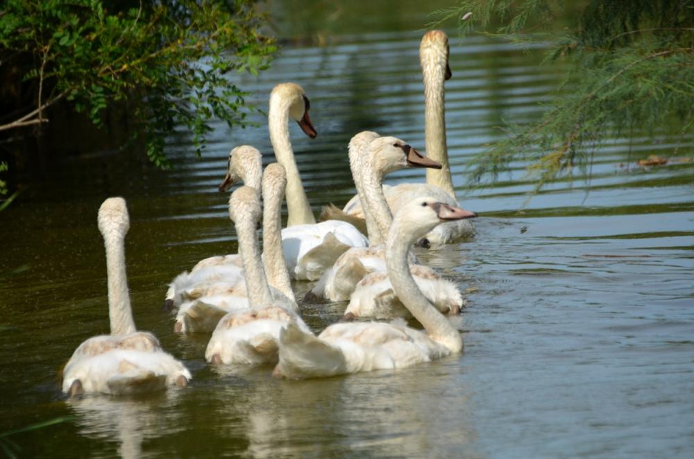 Cygne tuberculé Cygnus olor (Gmelin, 1803)