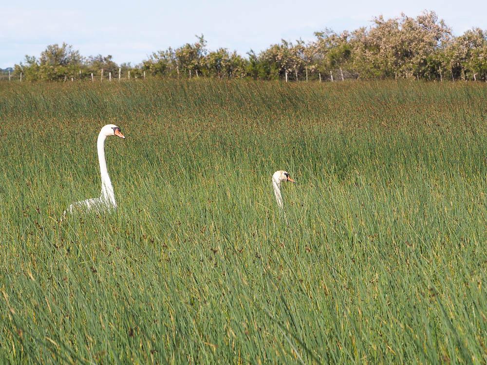Cygne tuberculé Cygnus olor (Gmelin, 1803)