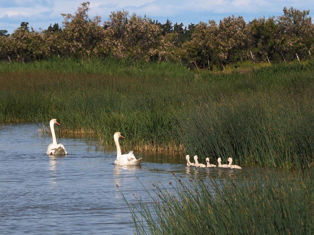 Cygne tuberculé Cygnus olor (Gmelin, 1803)