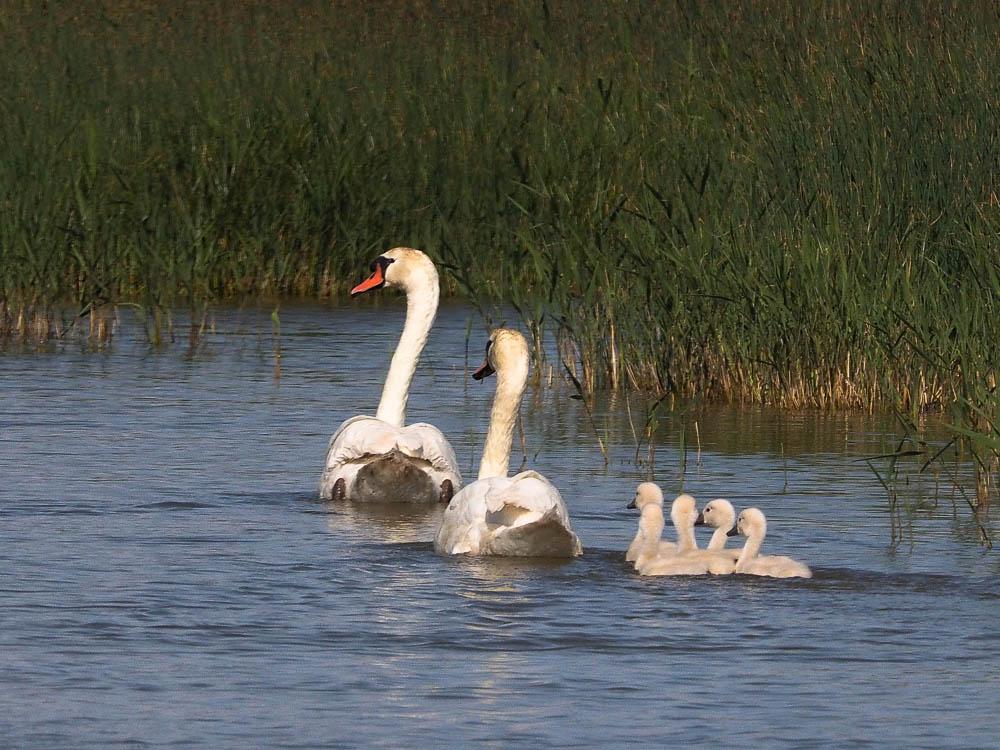 Cygne tuberculé Cygnus olor (Gmelin, 1803)