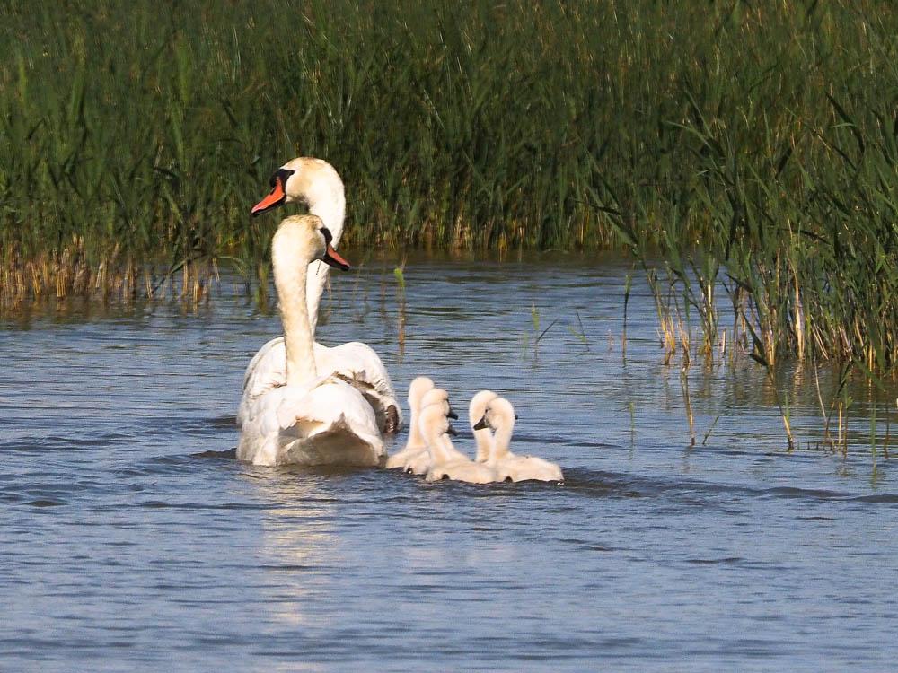Cygne tuberculé Cygnus olor (Gmelin, 1803)