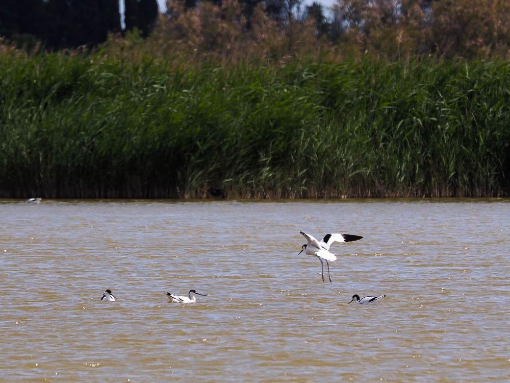 Avocette élégante Recurvirostra avosetta Linnaeus, 1758