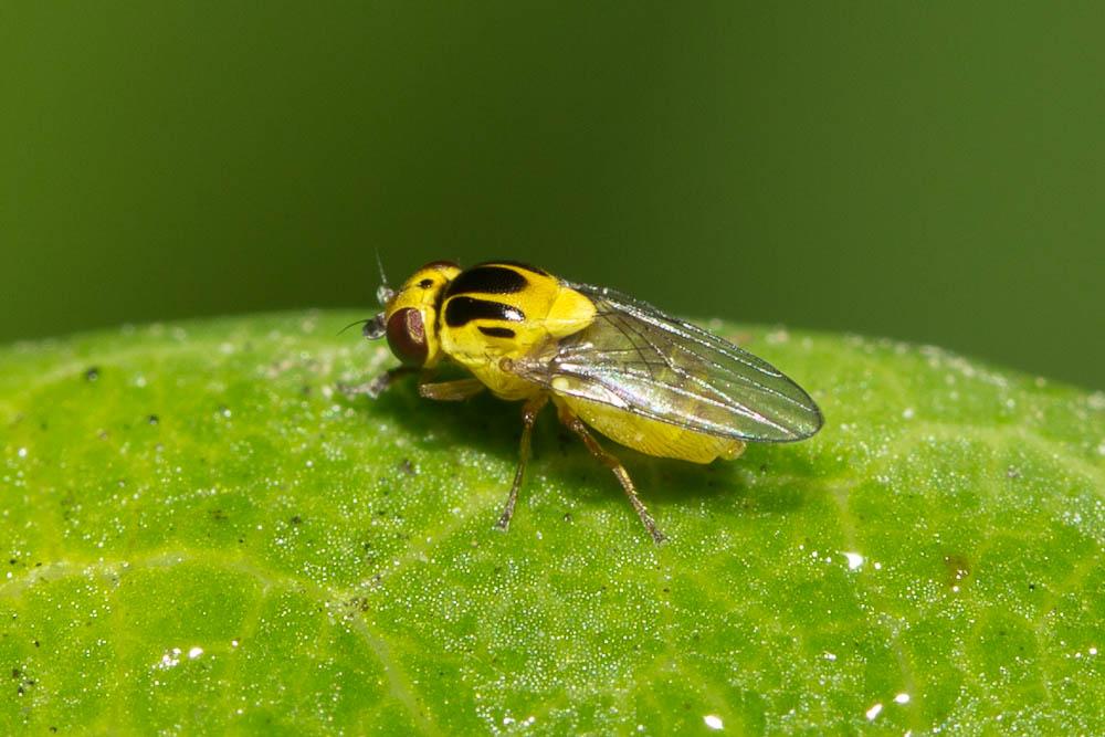 Thaumatomyia notata (Meigen, 1830)