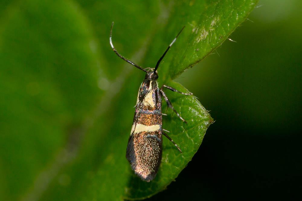 Dasycera oliviella (Fabricius, 1794)