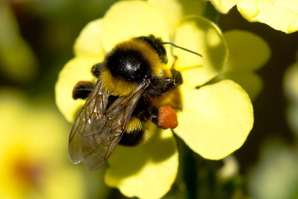 Bourdon des jardins Bombus hortorum (Linnaeus, 1760)