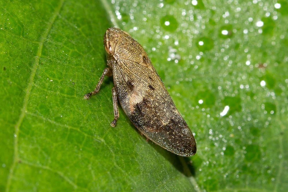  Aphrophora alni (Fallén, 1805)