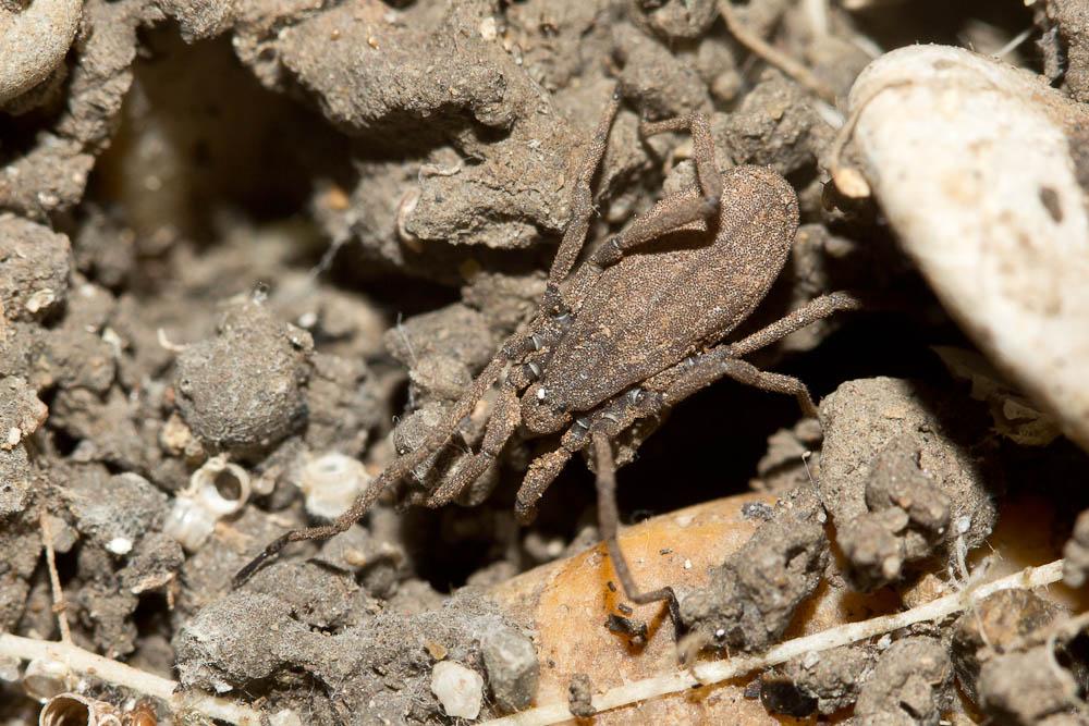 Trogulus Latreille, 1802
