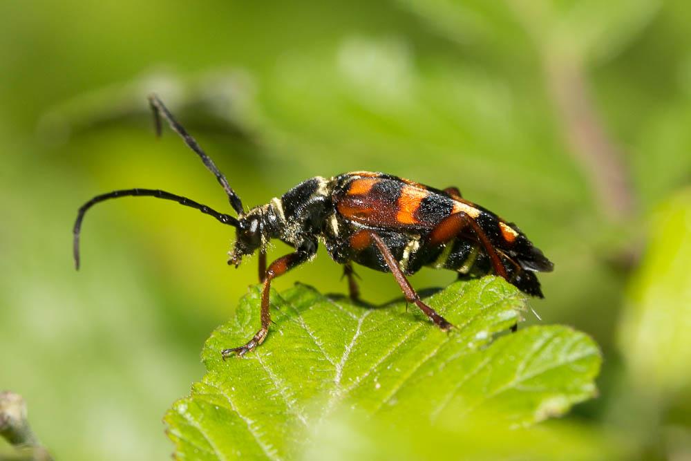 Lepture couleur d'or Leptura aurulenta Fabricius, 1792