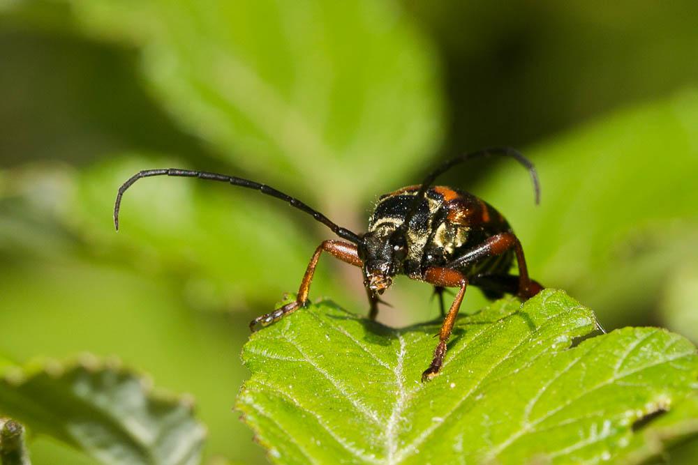 Lepture couleur d'or Leptura aurulenta Fabricius, 1792