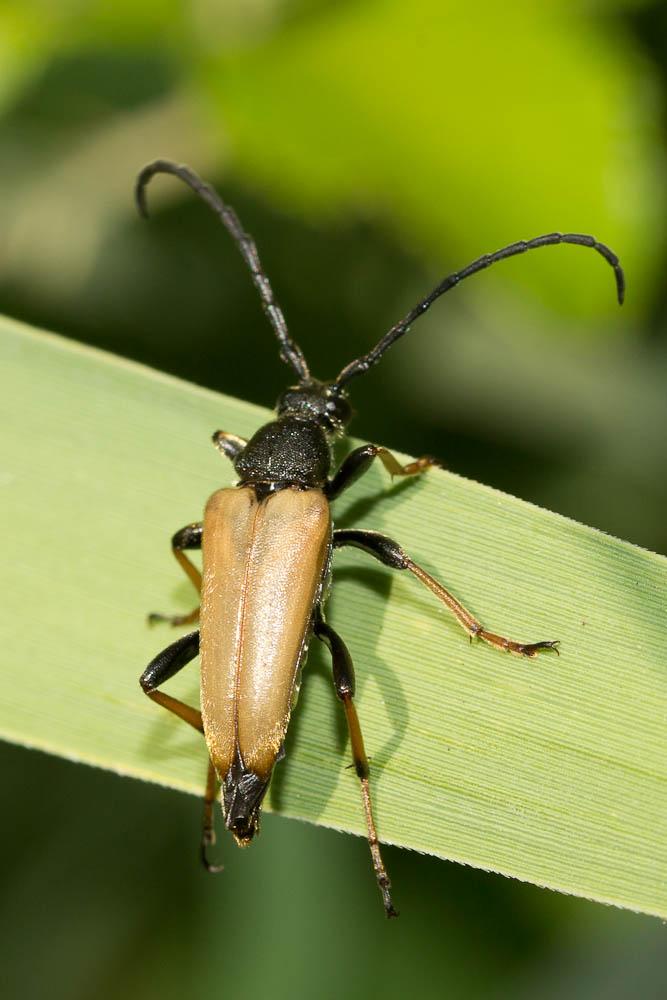 Lepture rouge Stictoleptura rubra (Linnaeus, 1758)