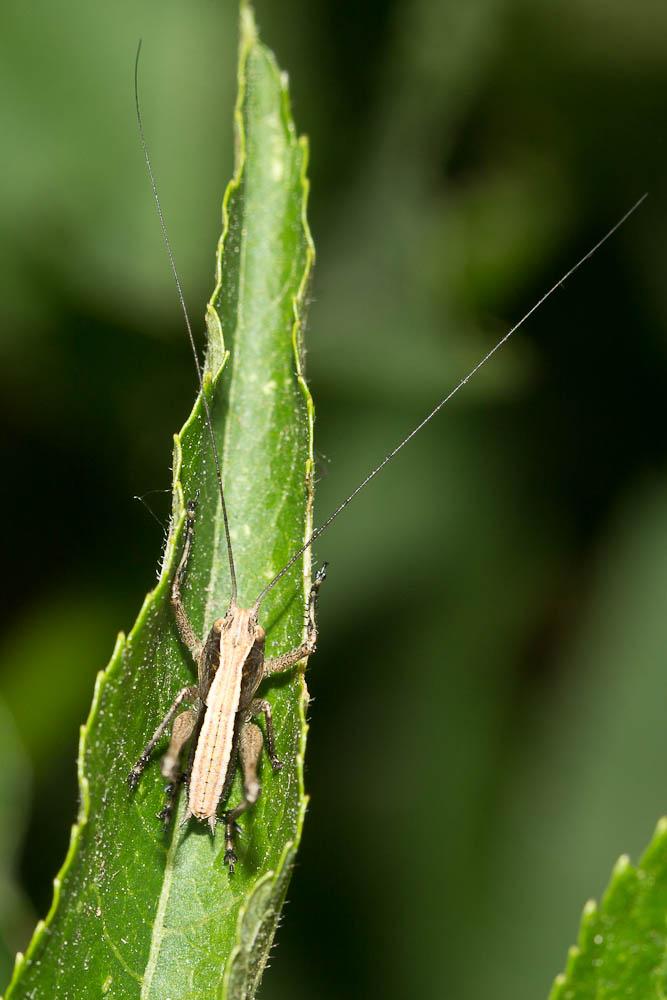 Decticelle frêle Yersinella raymondii (Yersin, 1860)
