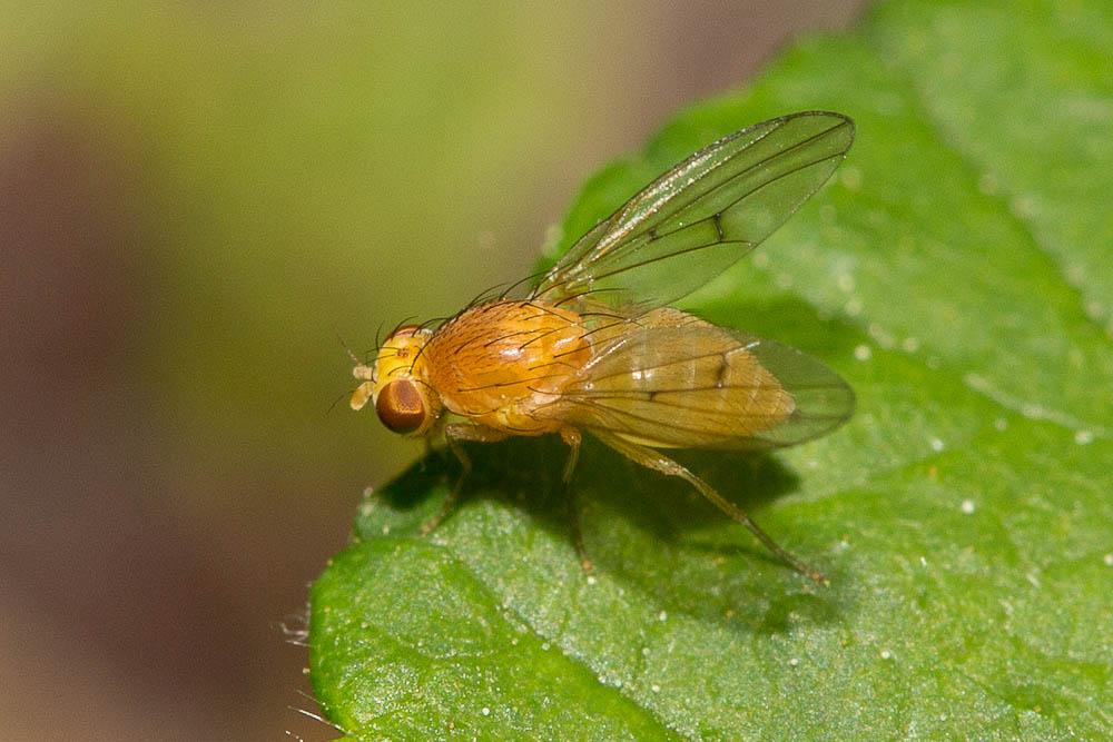  Homoneura van der Wulp, 1891