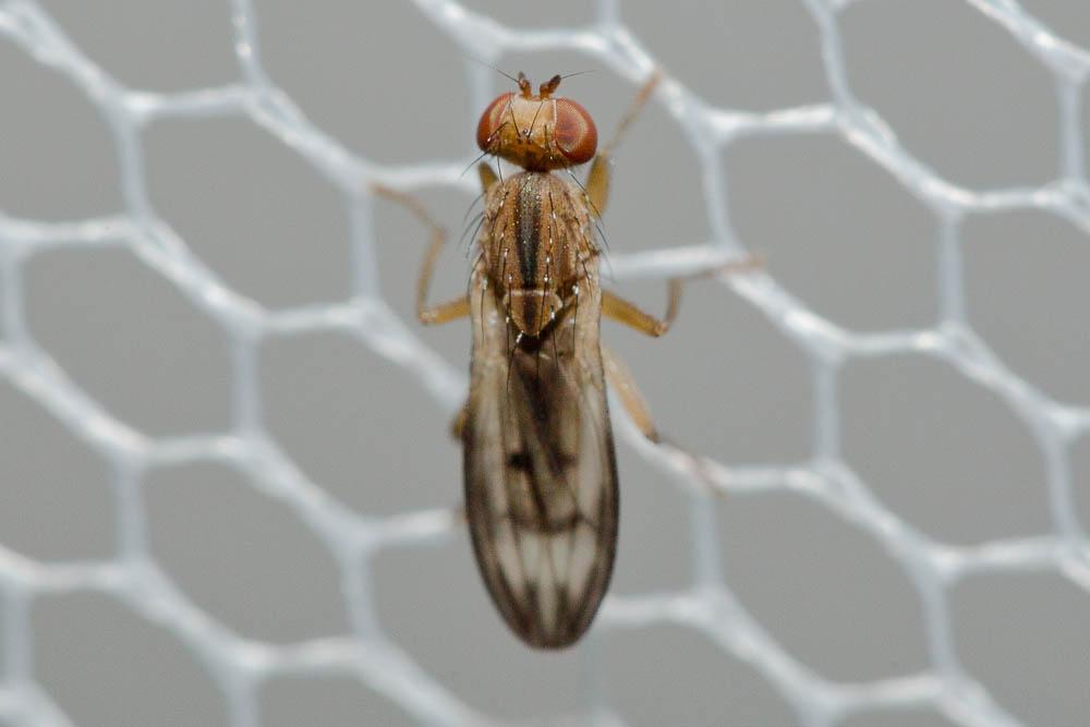 Opomyza germinationis (Linnaeus, 1758)