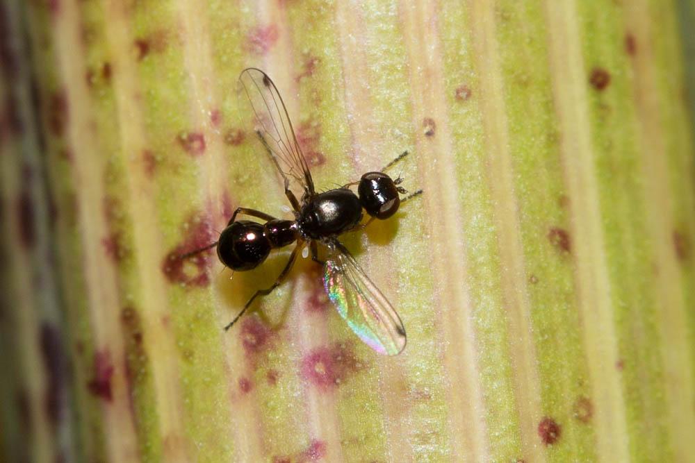 Petite mouche à bouse Sepsis fulgens Meigen, 1826