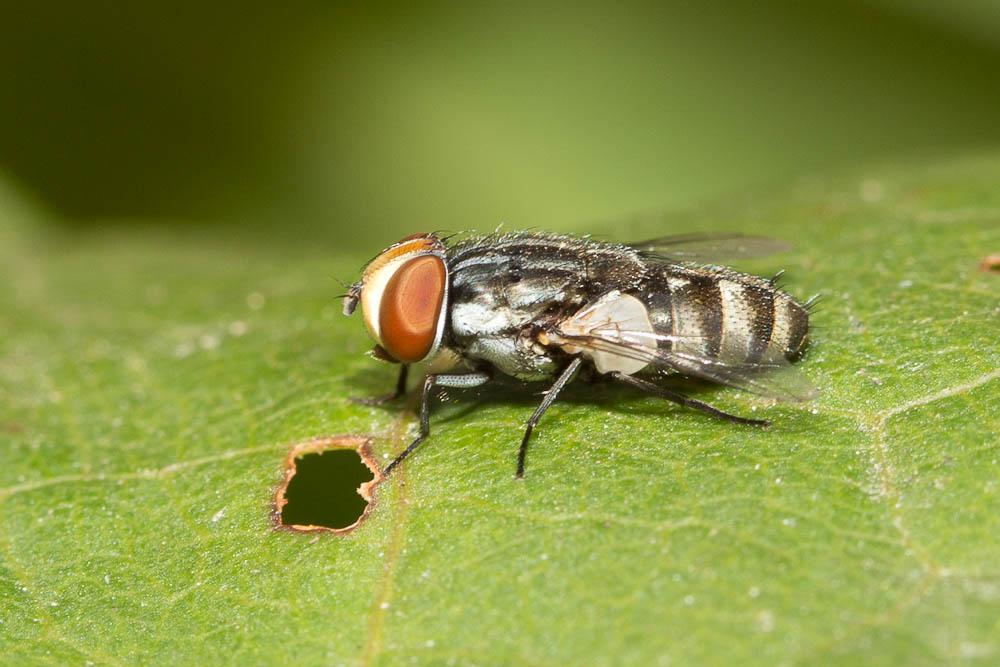  Miltogramma taeniata Meigen, 1824