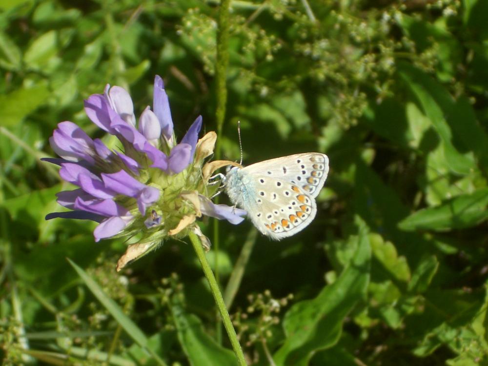 Azuré commun Polyommatus icarus (Rottemburg, 1775)