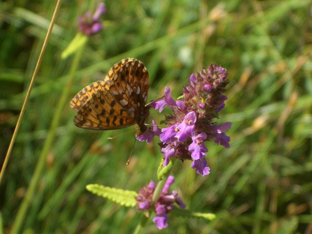 Petite Violette (La), Nacré violet (Le) Boloria dia (Linnaeus, 1767)
