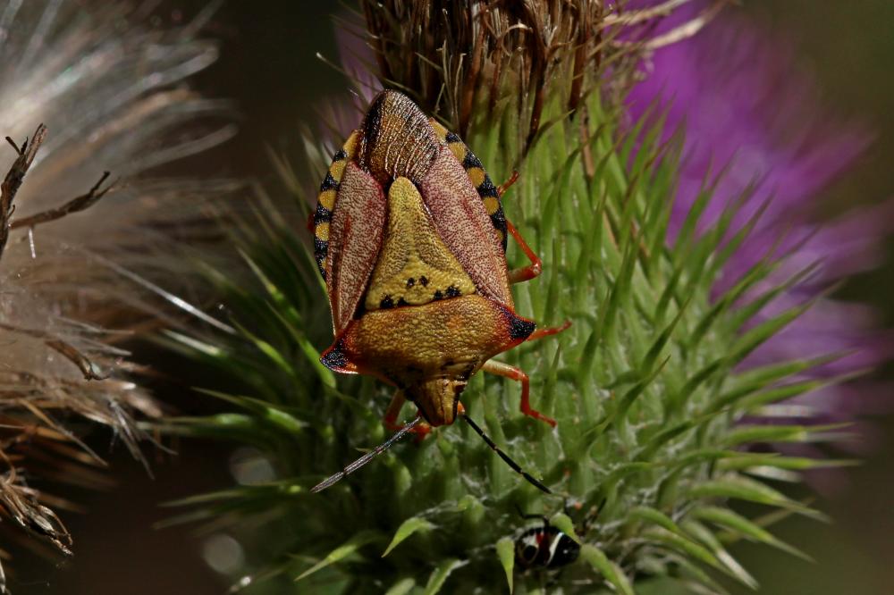 Carpocoris mediterraneus Tamanini, 1959