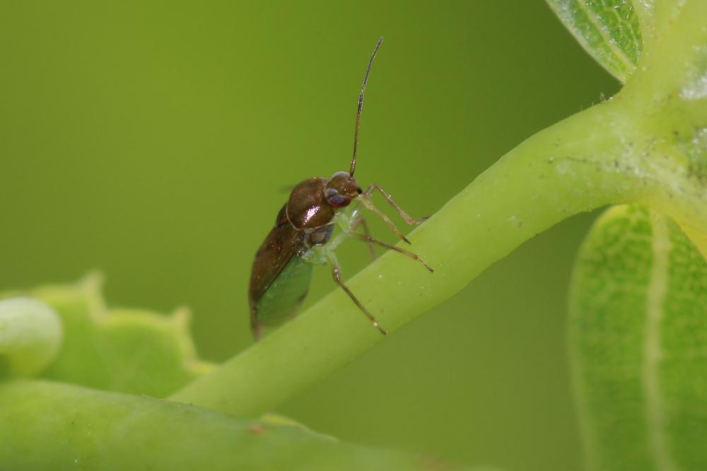  Pinalitus cervinus (Herrich-Schäffer, 1841)