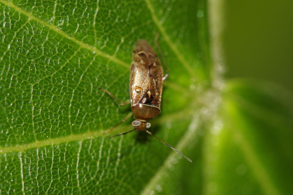 Pinalitus cervinus (Herrich-Schäffer, 1841)
