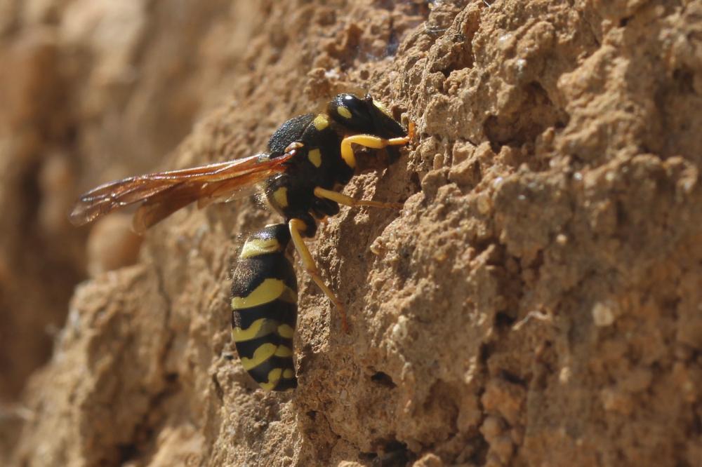  Paragymnomerus spiricornis (Spinola, 1808)