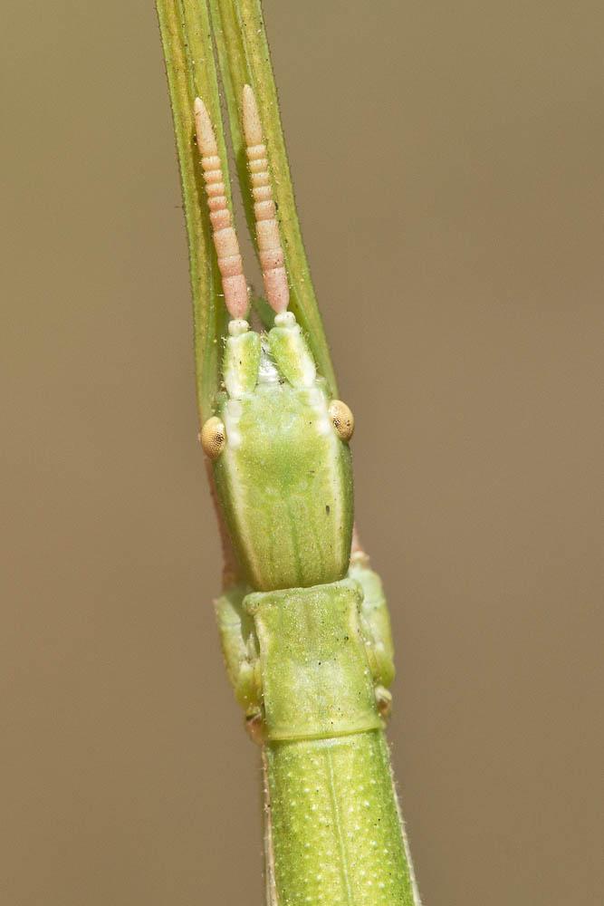  Leptynia hispanica (Bolivar, 1878)