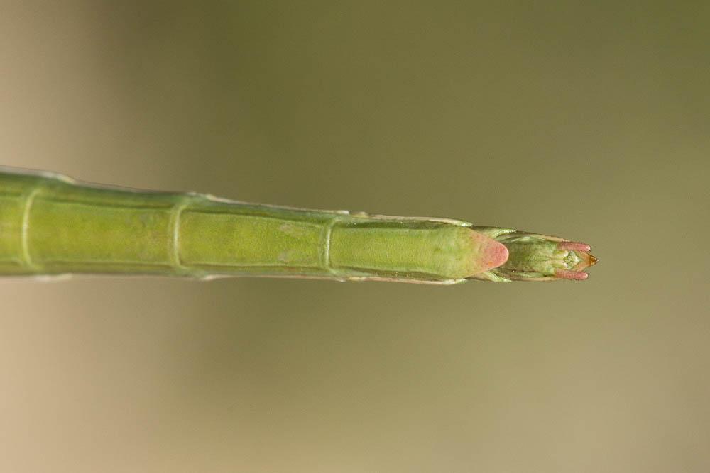  Leptynia hispanica (Bolivar, 1878)