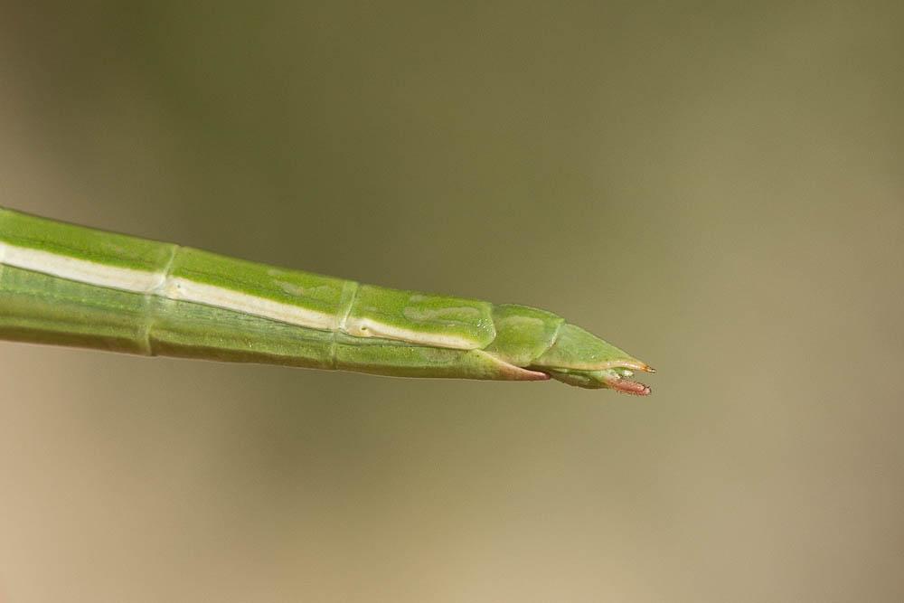 Leptynia hispanica (Bolivar, 1878)