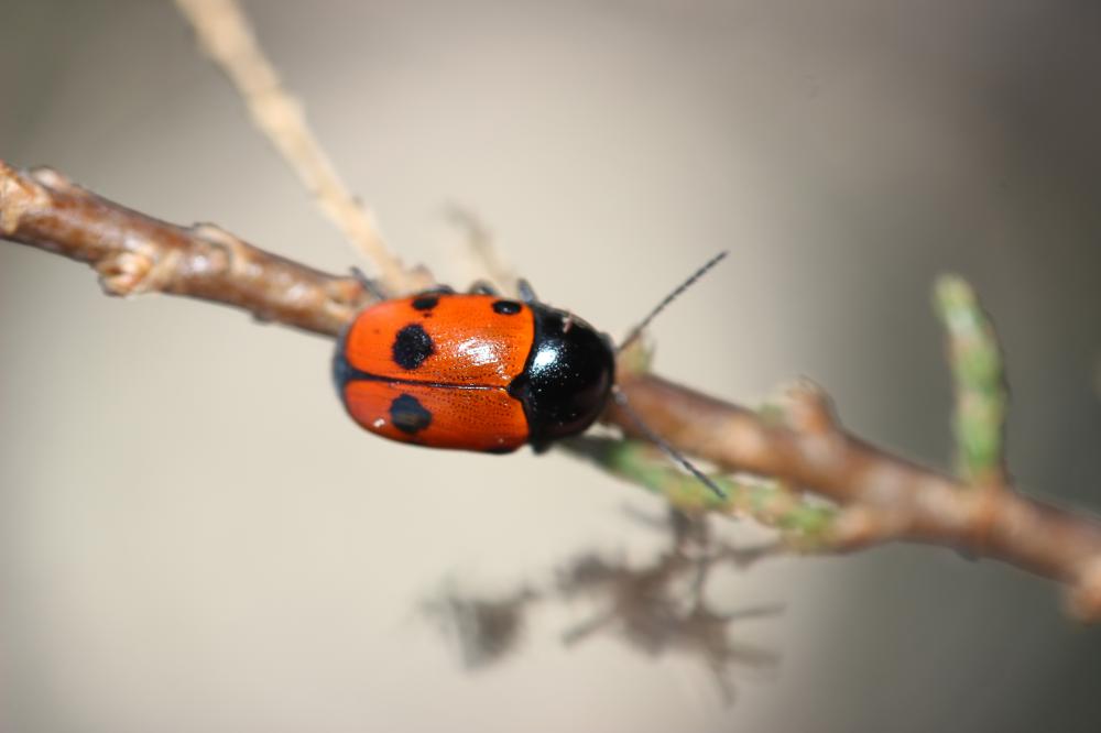 Cryptocéphale à trois tâches Cryptocephalus trimaculatus Rossi, 1790