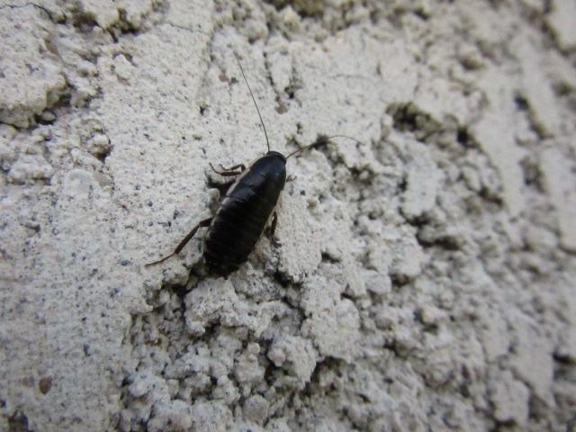  Loboptera decipiens (Germar, 1817)