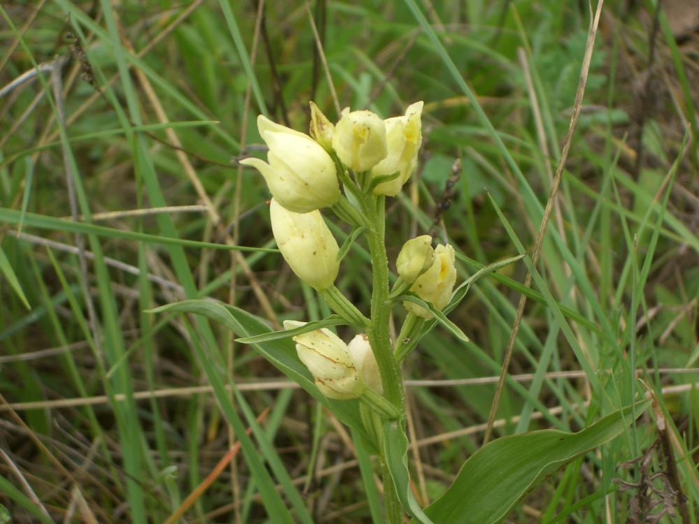 Céphalanthère à grandes fleurs, Helléborine blanch Cephalanthera damasonium (Mill.) Druce, 1906