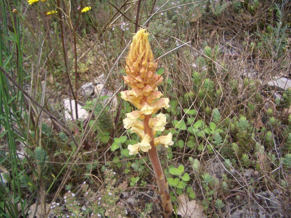 Orobanche L., 1753