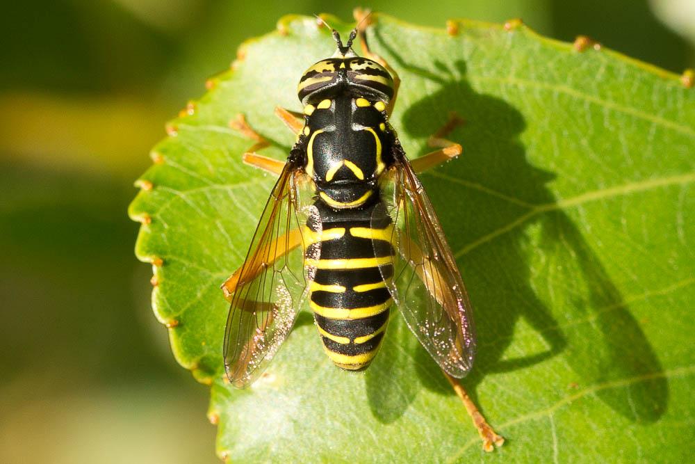 Spilomyia saltuum (Fabricius, 1794)