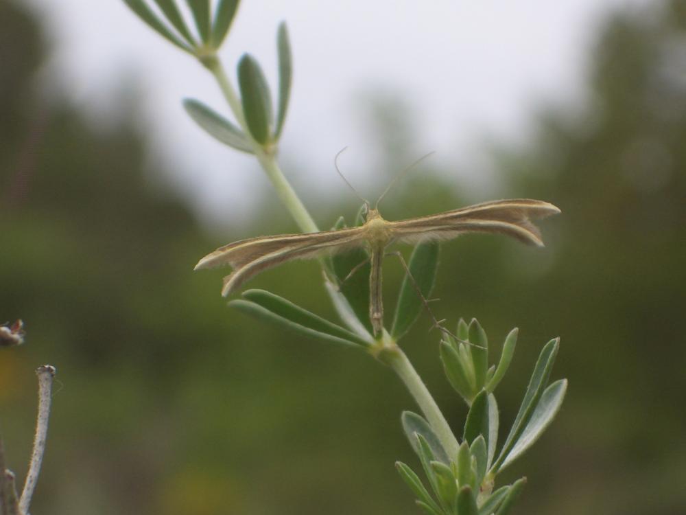 Pterophoridae Latreille, 1802