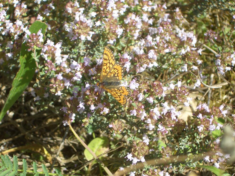 Damier de la Succise (Le), Artémis (L'), Damier pr Euphydryas aurinia (Rottemburg, 1775)