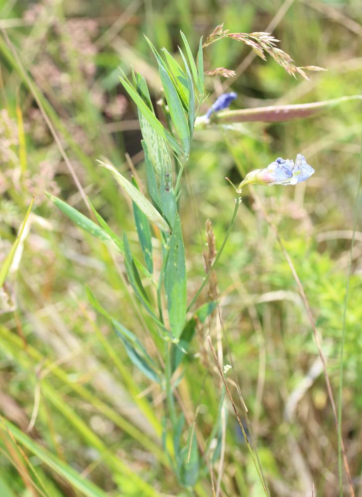 Gesse de Bauhin, Gesse filiforme Lathyrus filiformis (Lam.) J.Gay, 1857