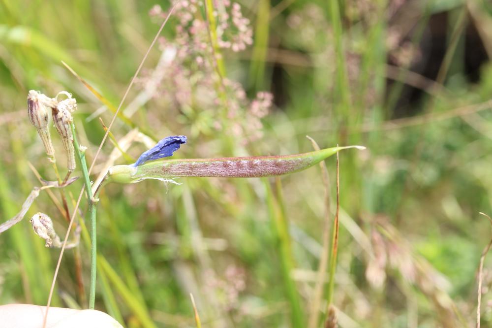 Gesse de Bauhin, Gesse filiforme Lathyrus filiformis (Lam.) J.Gay, 1857