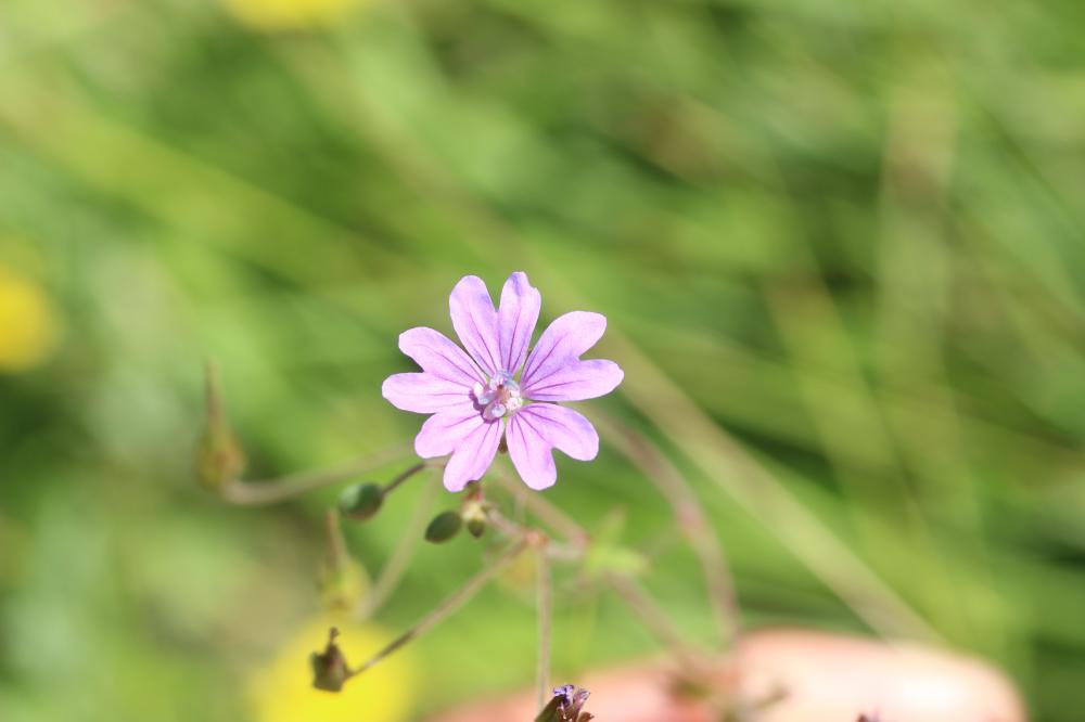 Géranium des Pyrénées Geranium pyrenaicum Burm.f., 1759