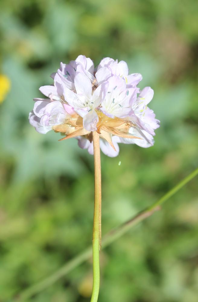 Armérie faux-plantain, Armérie des sables Armeria arenaria (Pers.) Schult., 1820