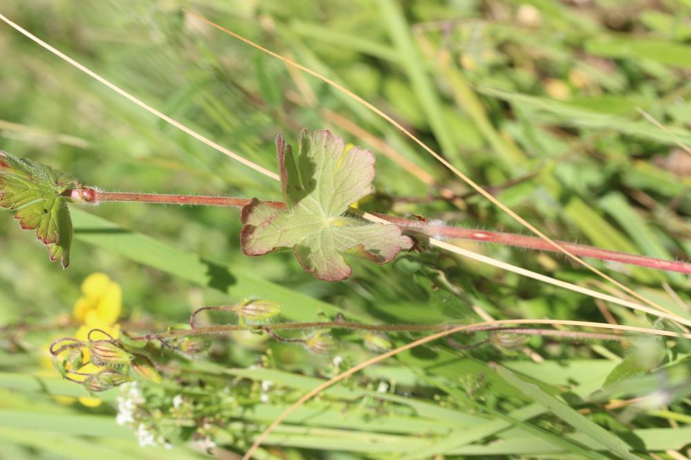 Géranium des Pyrénées Geranium pyrenaicum Burm.f., 1759